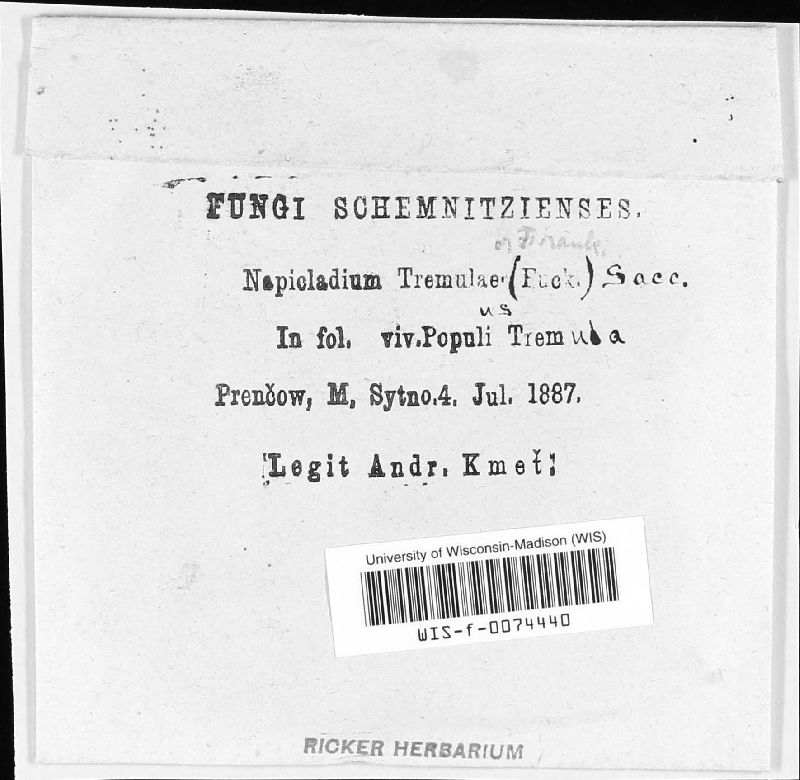 Napicladium tremulae image