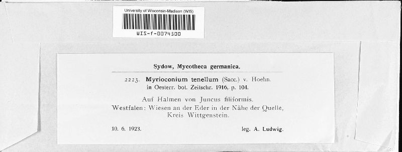 Myrioconium image