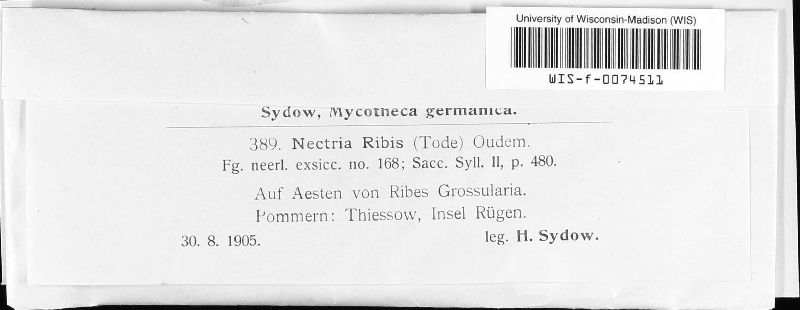 Nectria ribis image