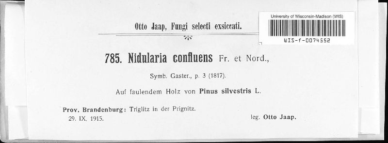 Nidularia image