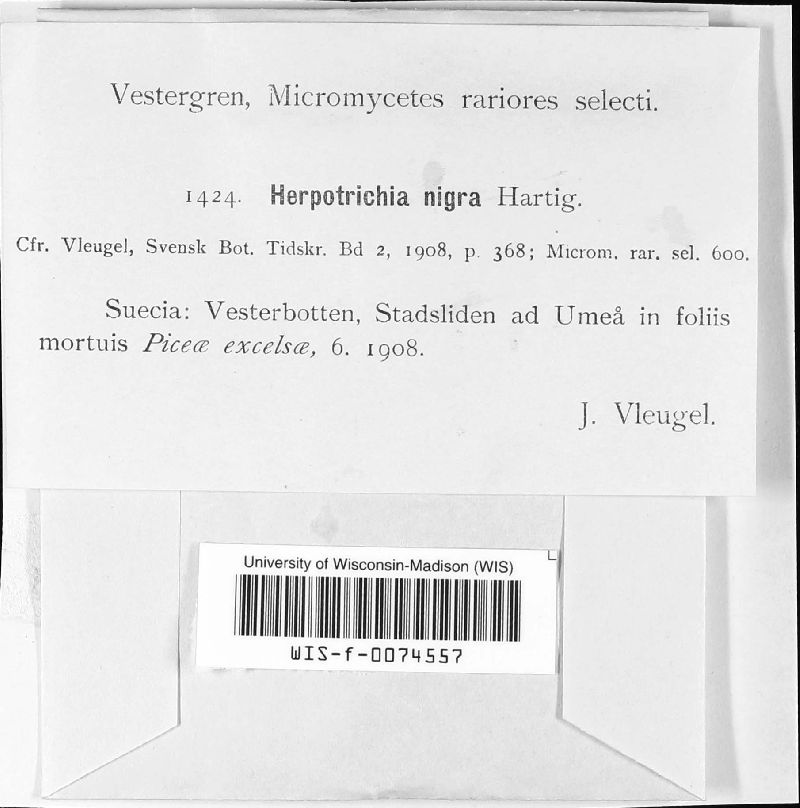 Herpotrichia nigra image