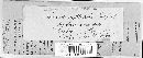 Nummularia discreta image