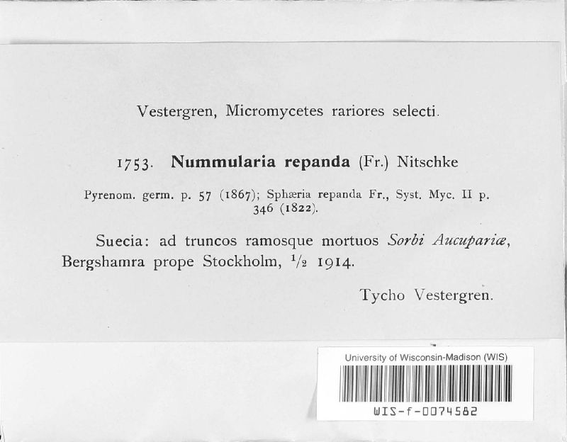 Nummularia image