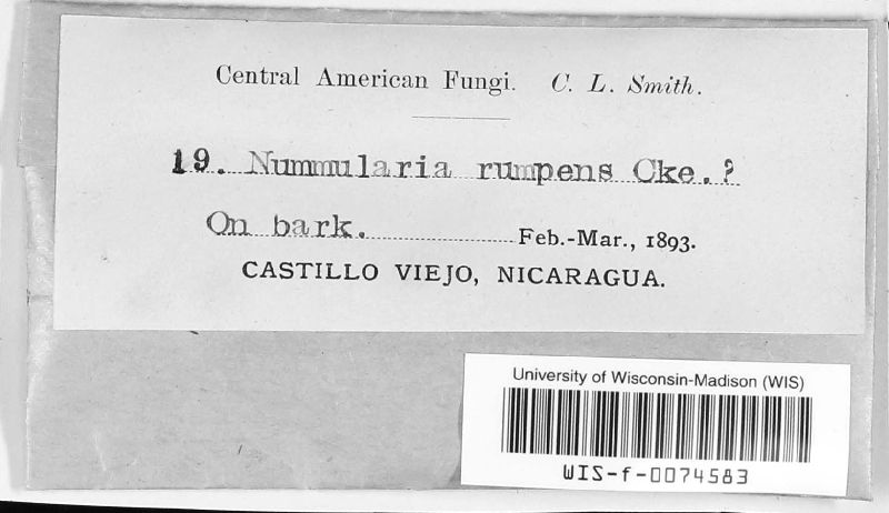 Biscogniauxia capnodes image