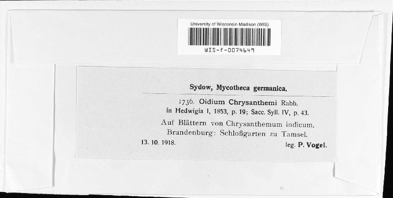 Oidium chrysanthemi image