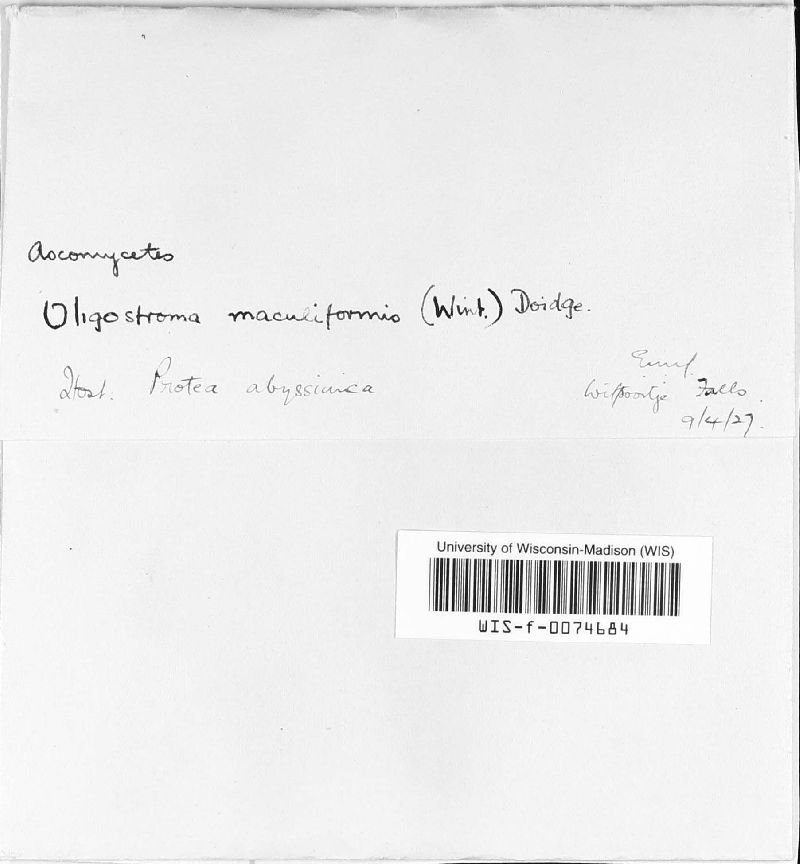 Teratosphaeria maculiformis image