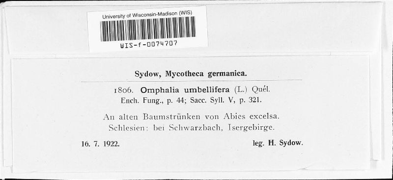 Lichenomphalia umbellifera image