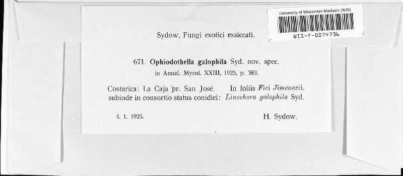 Ophiodothella image