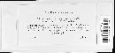 Image of Perizomella inquinans