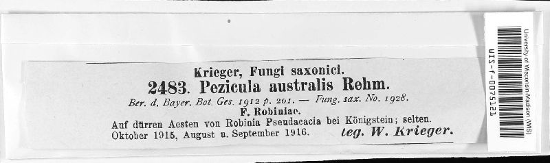 Pezicula australis image