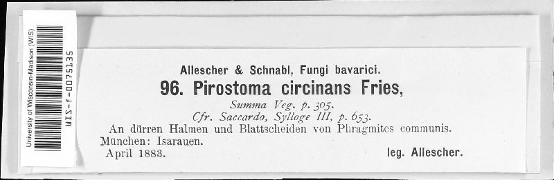 Pirostoma image