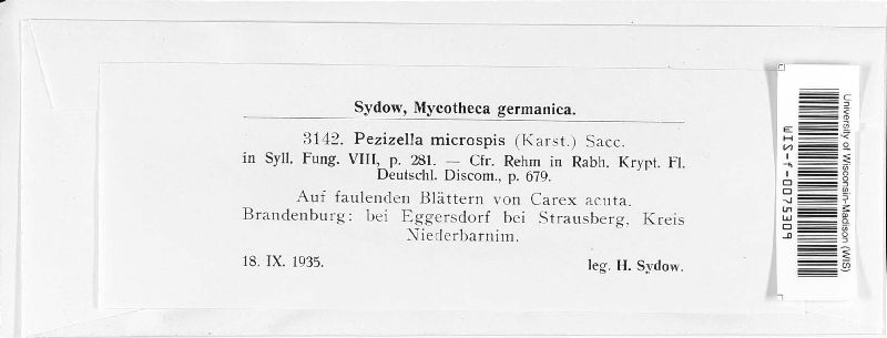 Calycellina microspis image