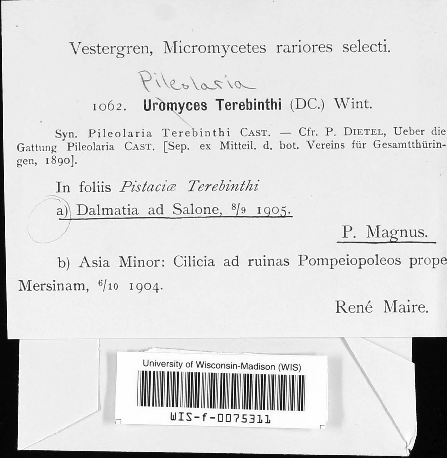 Pileolaria terebinthi image