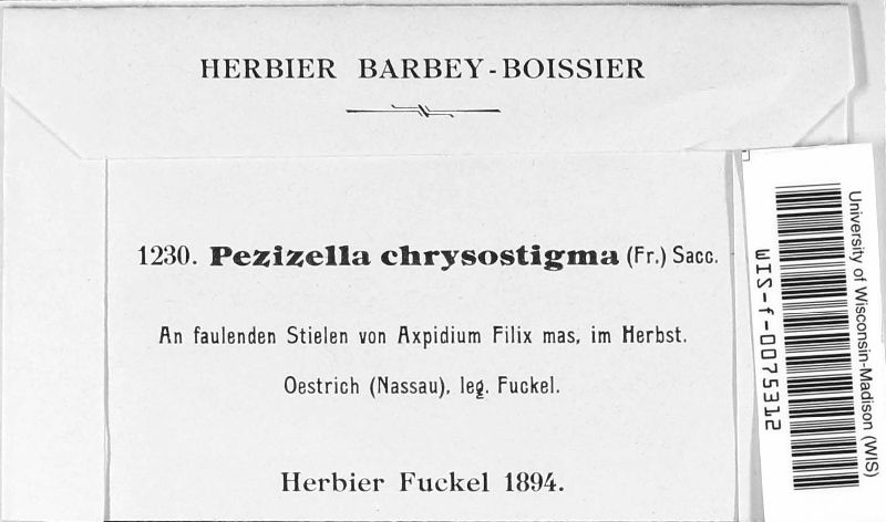 Psilachnum chrysostigmum image