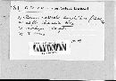 Phacidium lauri image