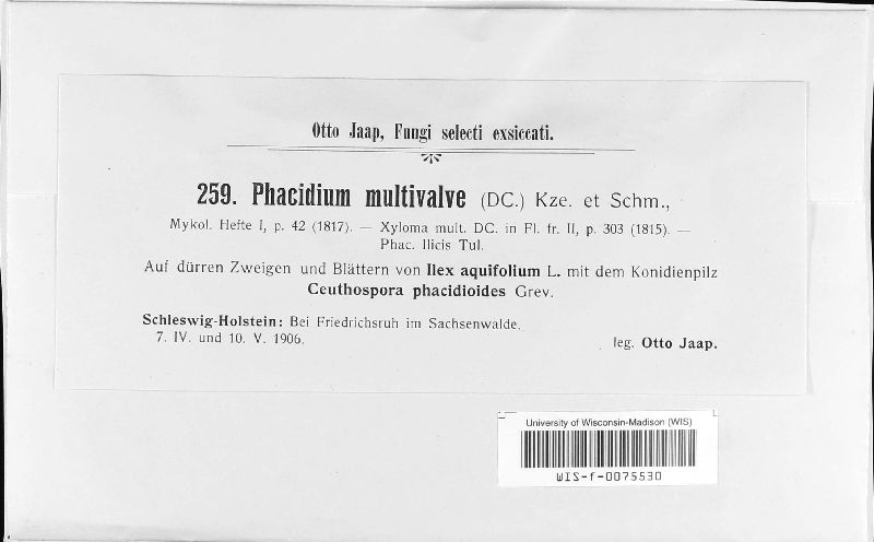 Phacidium lauri image