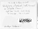 Phakopsora jatrophicola image