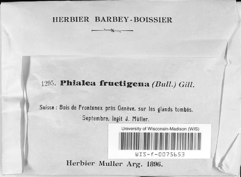Hymenoscyphus fructigenus image