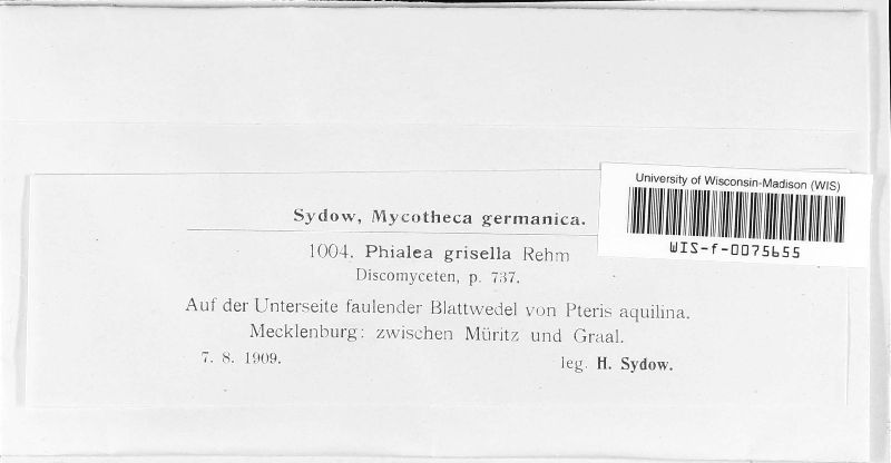 Hamatocanthoscyphaceae image