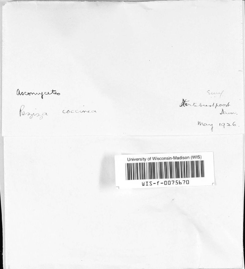 Peziza coccinea image