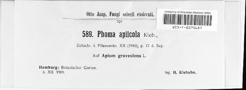 Subplenodomus apiicola image