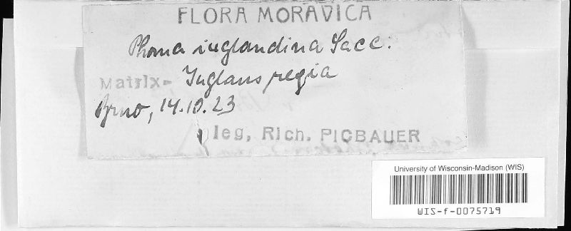 Diaporthe juglandina image