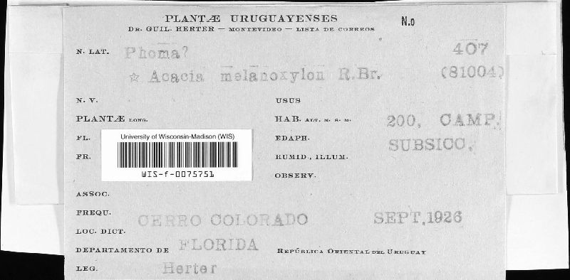 Phoma henningsii image