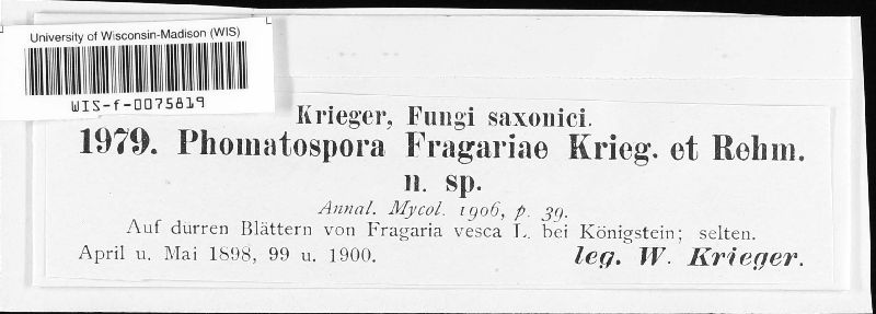Plectosphaera image