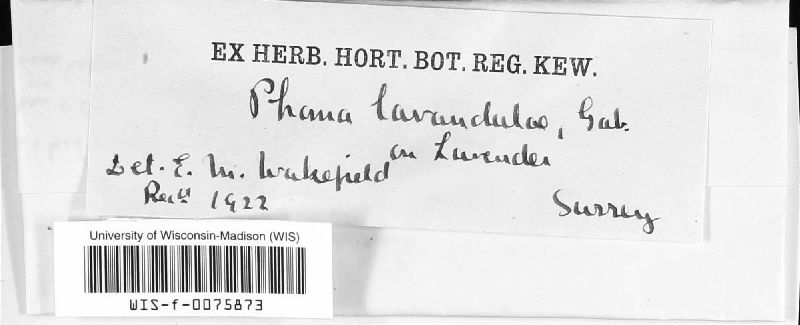 Phomopsis lavandulae image