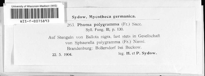 Phoma polygramma image