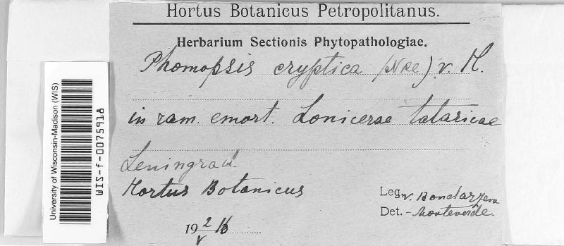 Phomopsis cryptica image