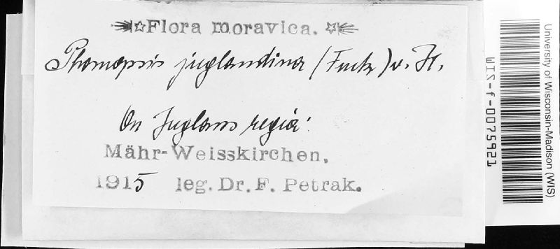 Phomopsis juglandina image
