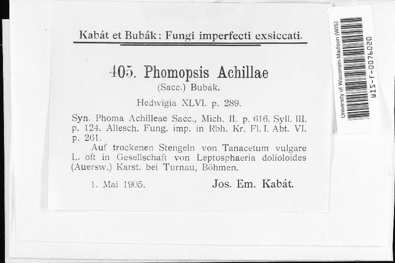 Phomopsis achilleae image