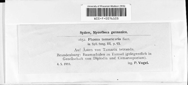 Phomopsis tamaricaria image