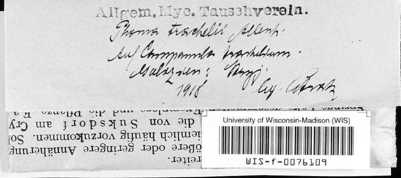 Stagonosporopsis trachelii image