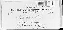 Image of Phoma typharum