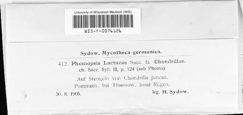 Phomopsis lactucae image