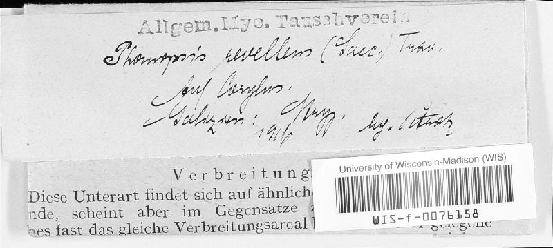 Phomopsis revellens image