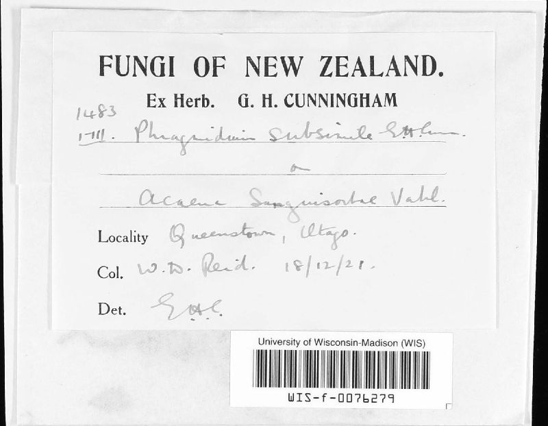 Phragmidium subsimile image