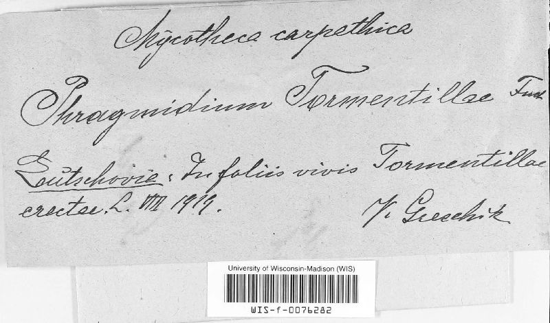 Frommeella tormentillae image