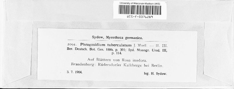 Phragmidium tuberculatum image
