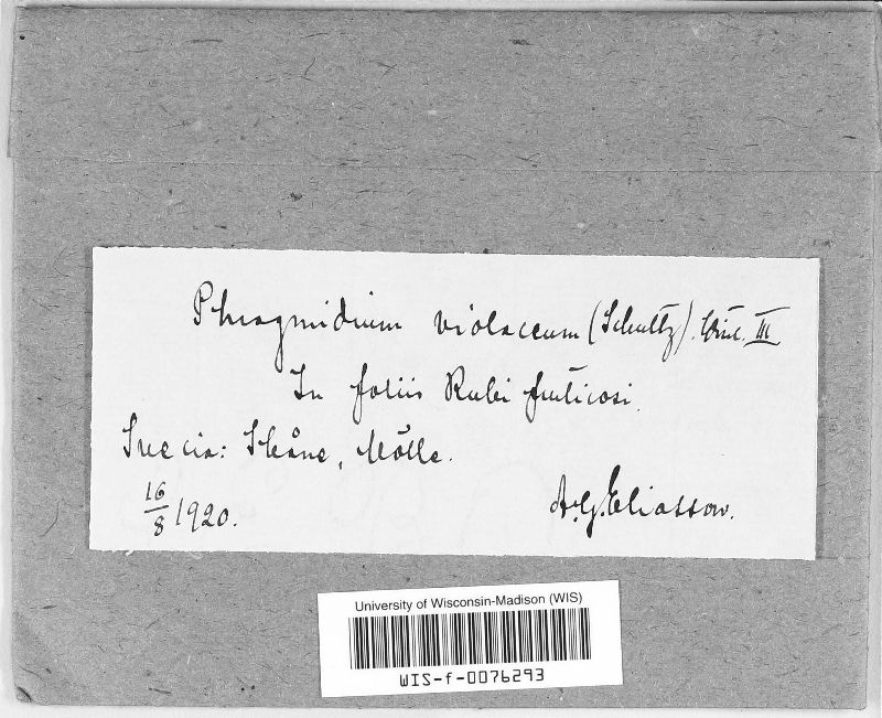 Phragmidium violaceum image
