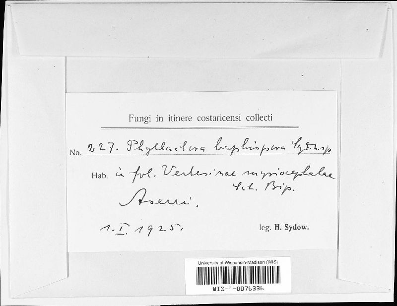 Phyllachora baphispora image