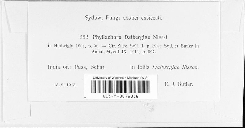 Phyllachora viventis image