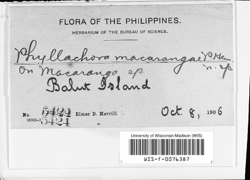 Phyllachora macarangae image