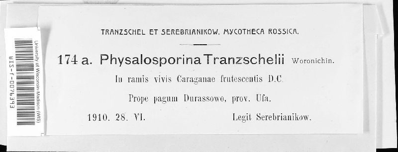 Woronichina tranzschelii image