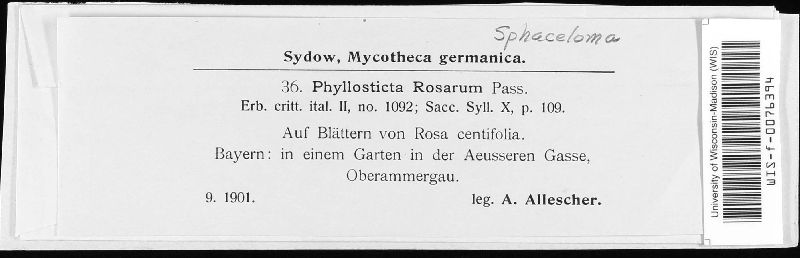 Phyllosticta rosarum image