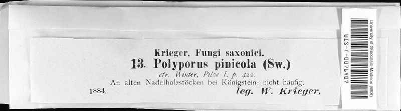 Fomitopsidaceae image