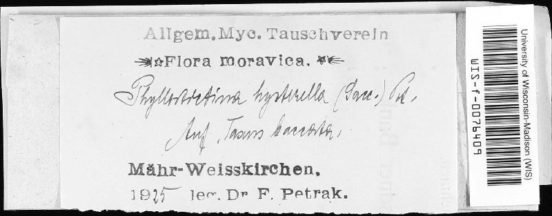 Phyllostictina image