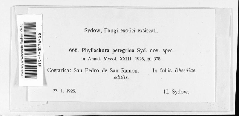 Phyllachora peregrina image
